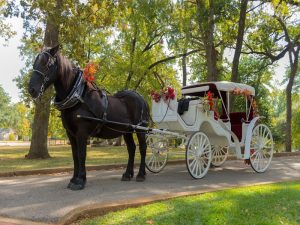  horse-and-carriage-ride