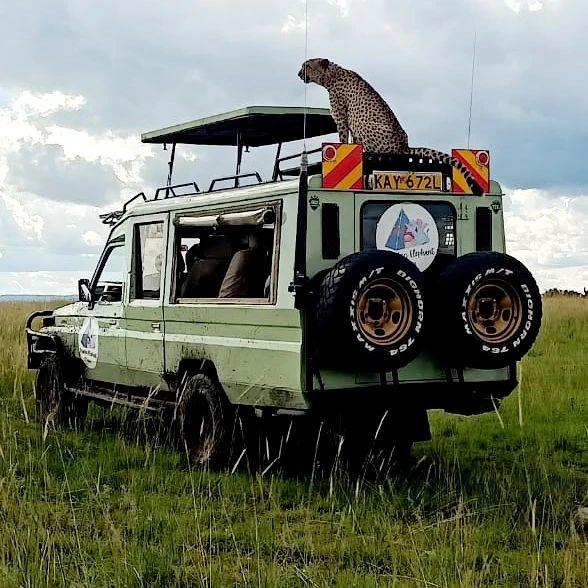 African Safari