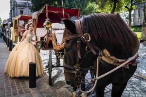 wedding horse service