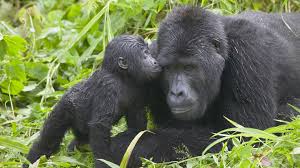 gorilla trekking
