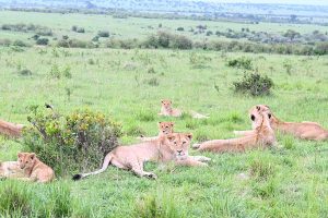 luxury tented camps