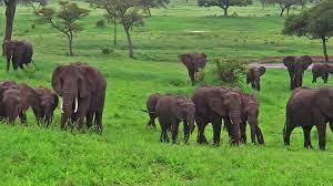 safari tour