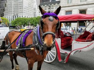 New York City Horse Carriage Rides