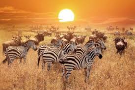 Tanzania Safari Tours