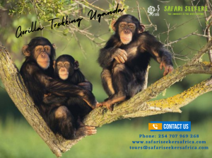 Uganda gorilla tours