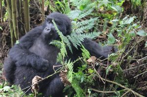 Gorilla Safari Rwanda