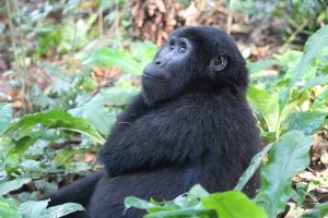 Gorilla Safari Rwanda