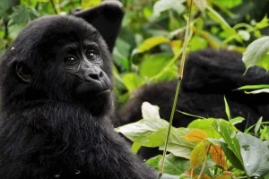 gorilla trek in Uganda