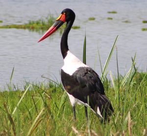 Bird Watching Safari
