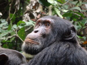 Best safari travel
