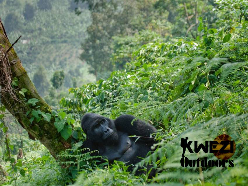 Bwindi Impenetrable National Park