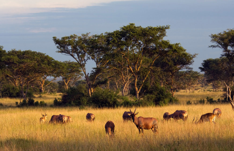 Queen Elizabeth National Park