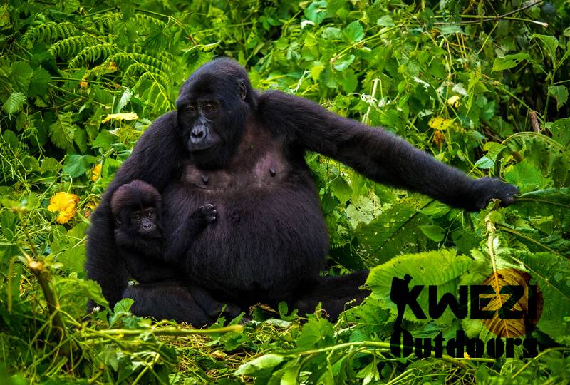 Uganda Gorilla Safari