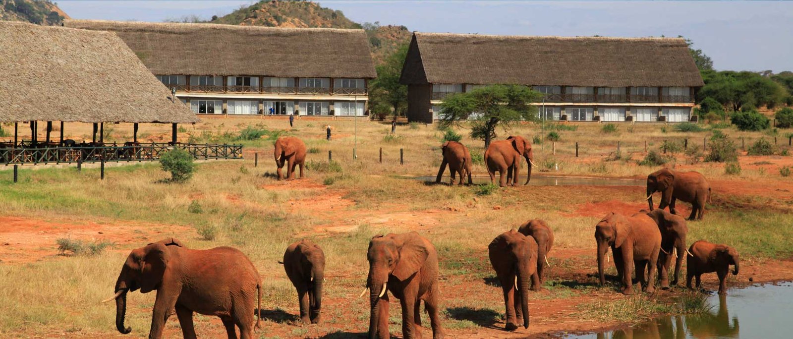 Budget Kenya Safari