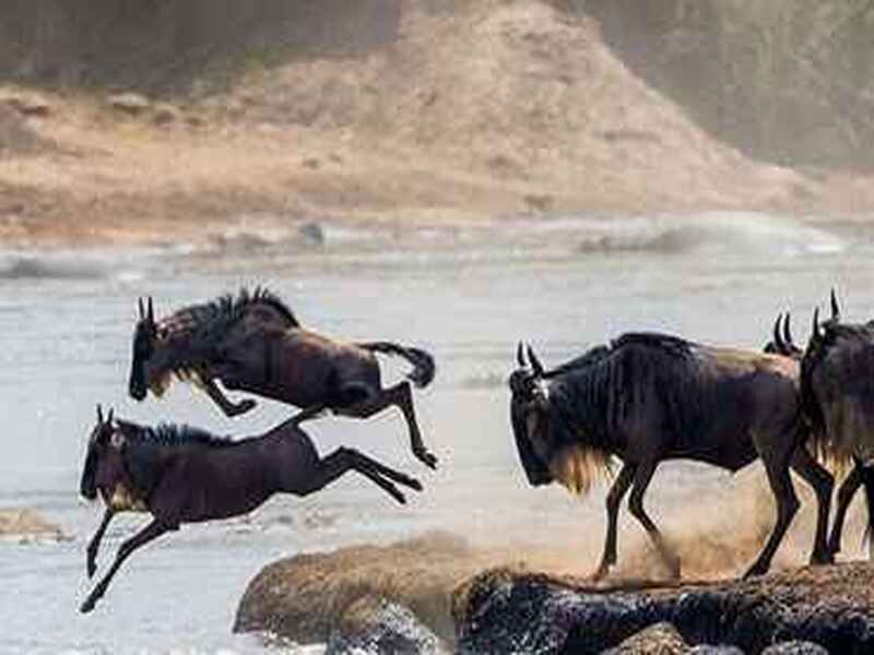6daysndutumigrationcalvingsafari