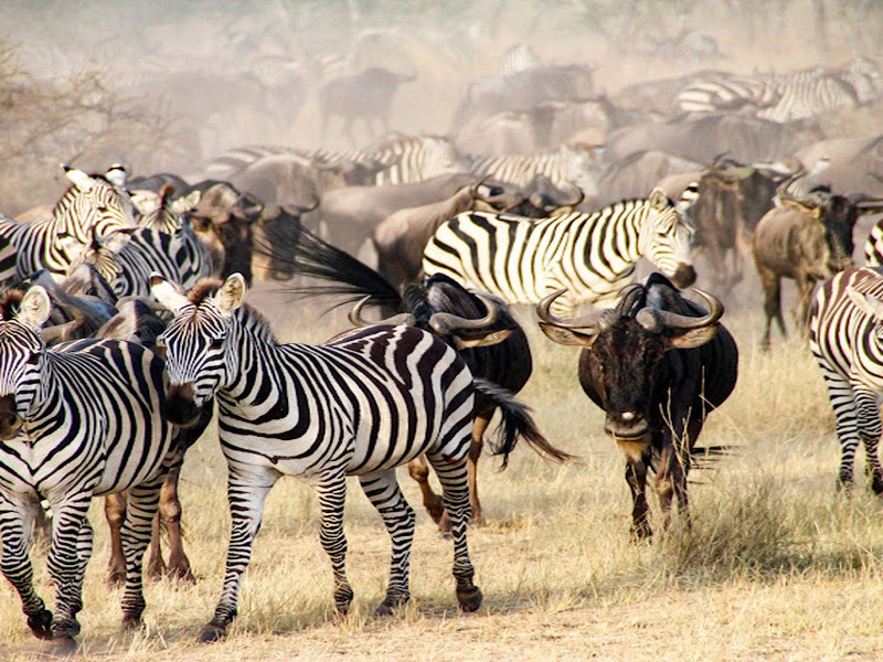 The big migration, Serengeti National Park, Tanzania
