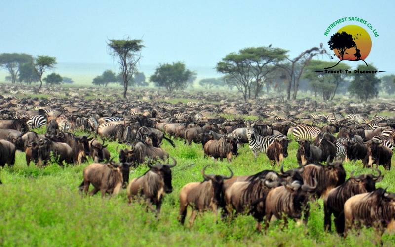 Experience the Great Migration