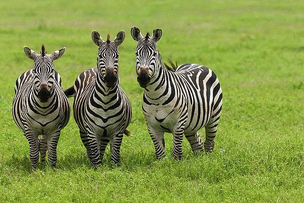Photographic Safaris