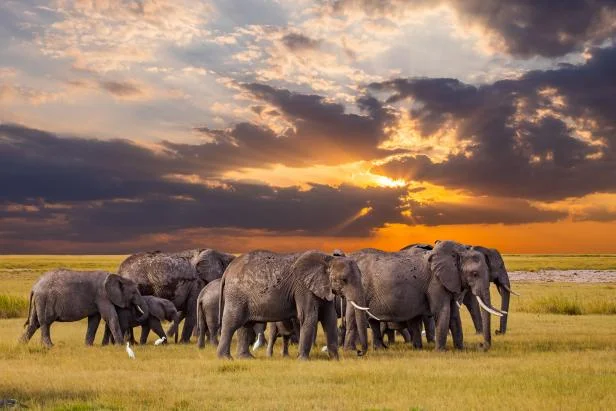 East Africa Safaris