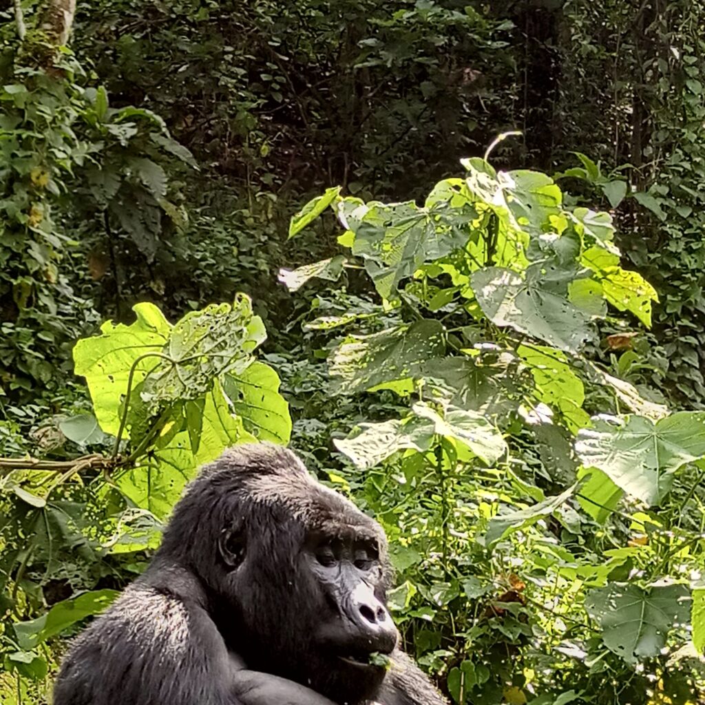 2 Days Gorilla trekking Safari