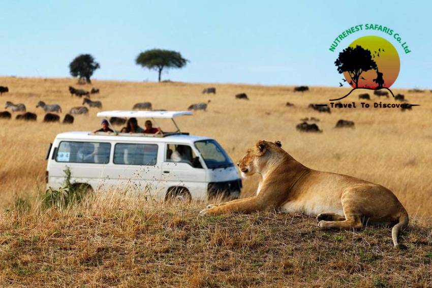 Kenya Wildlife Safari Packages