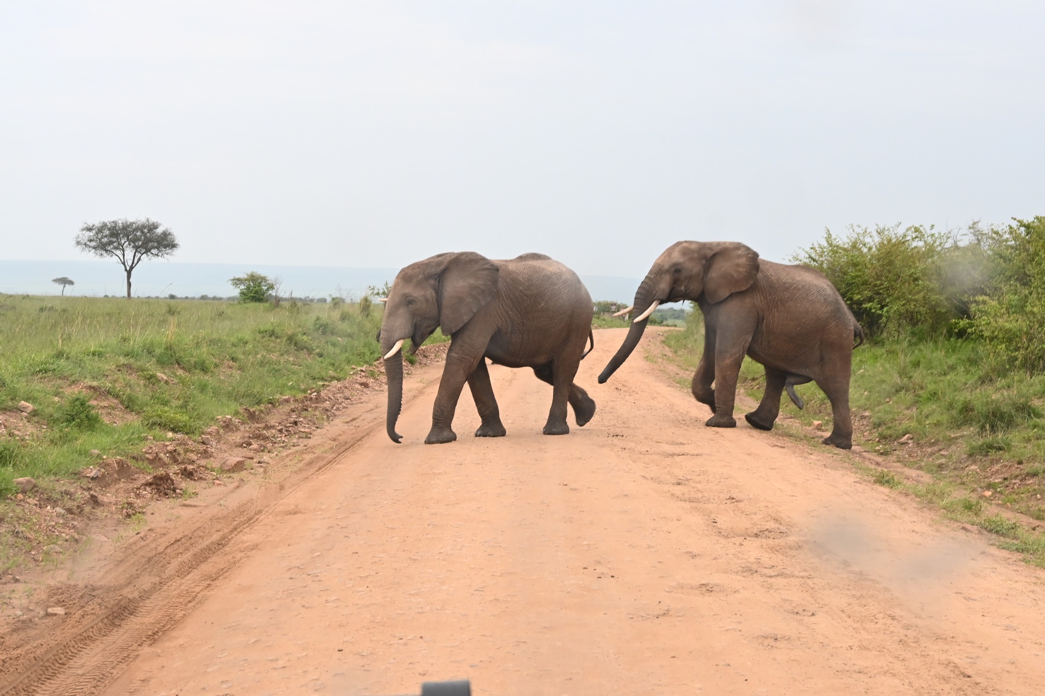 Game Reserves in Kenya