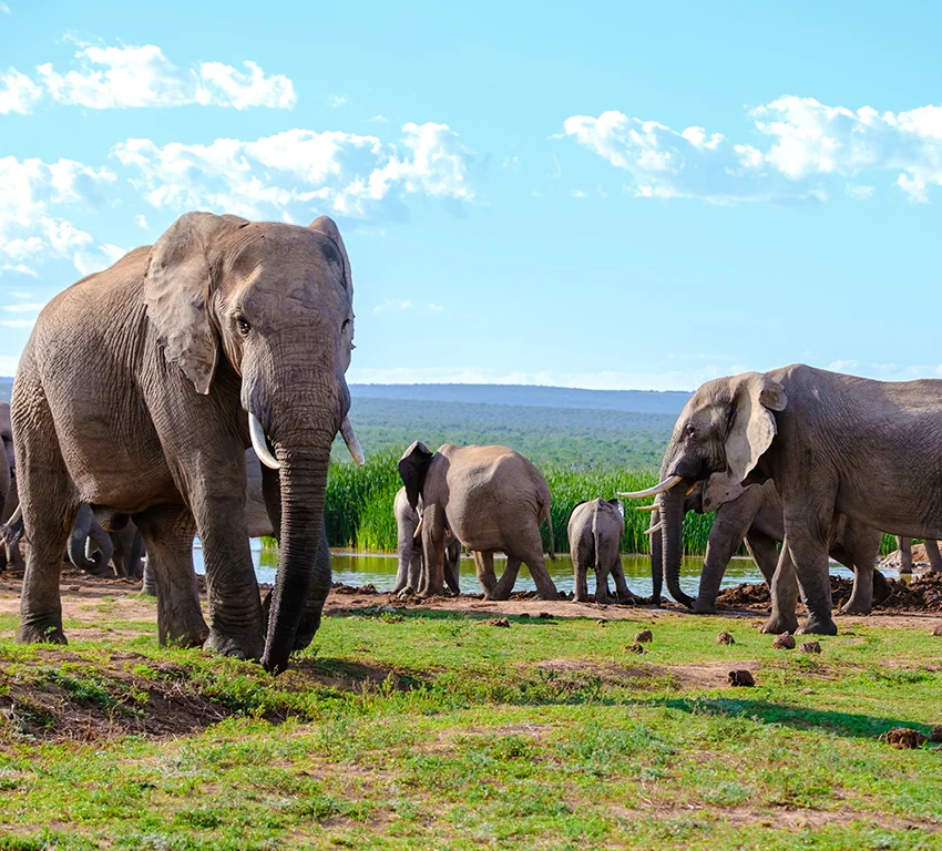 East Africa Safaris