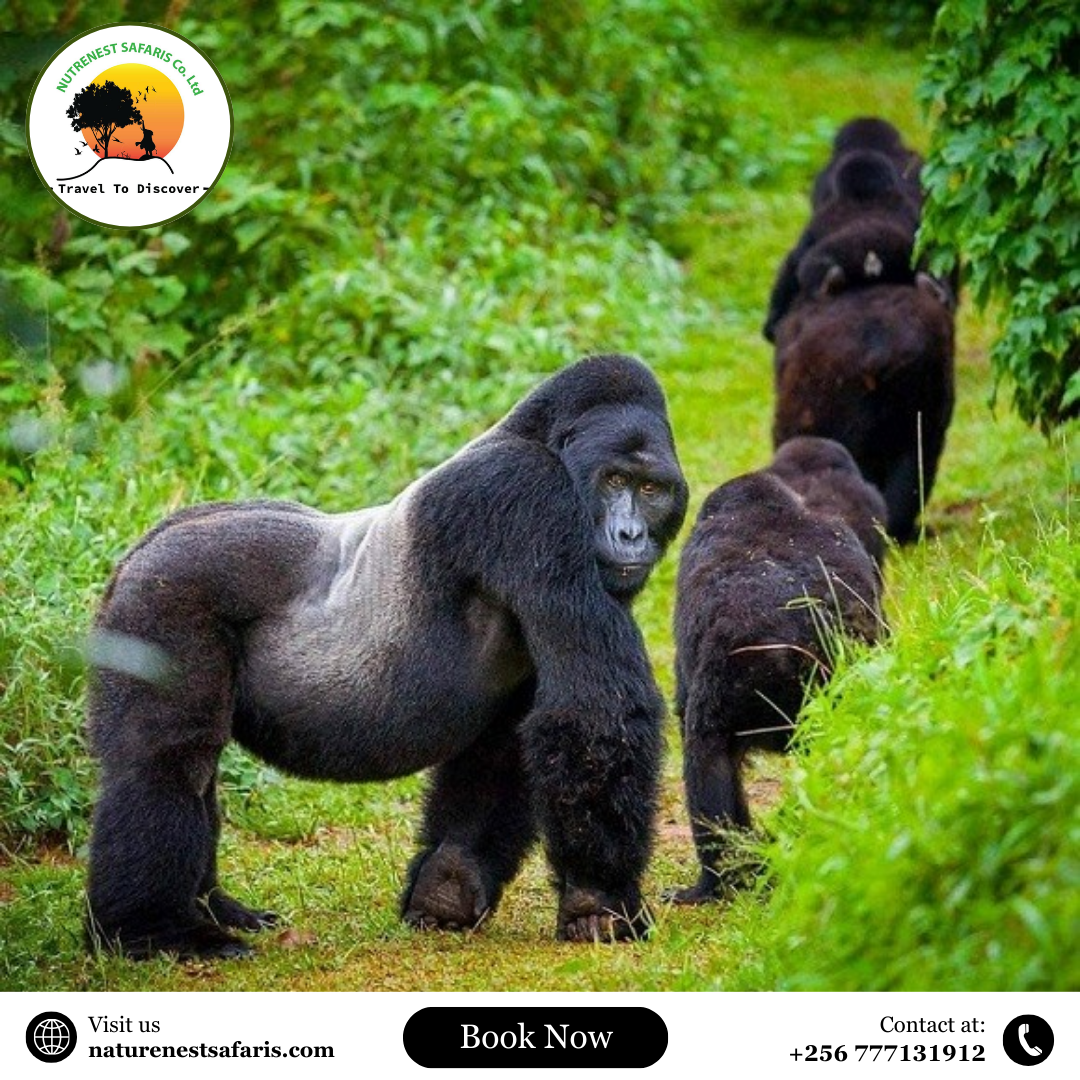 wildlife safari