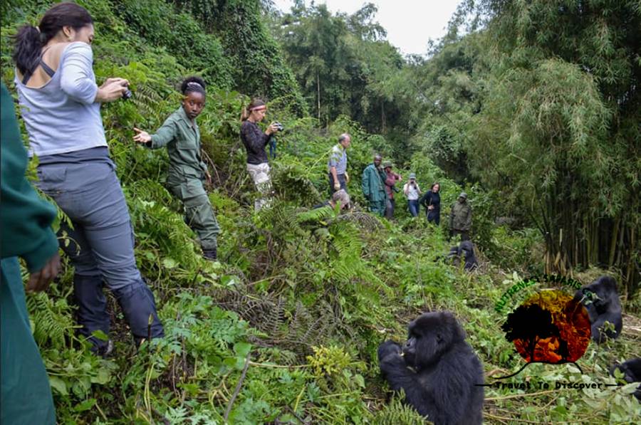 Rwanda gorilla safari Tour