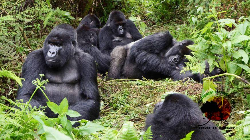 gorilla safari Tour