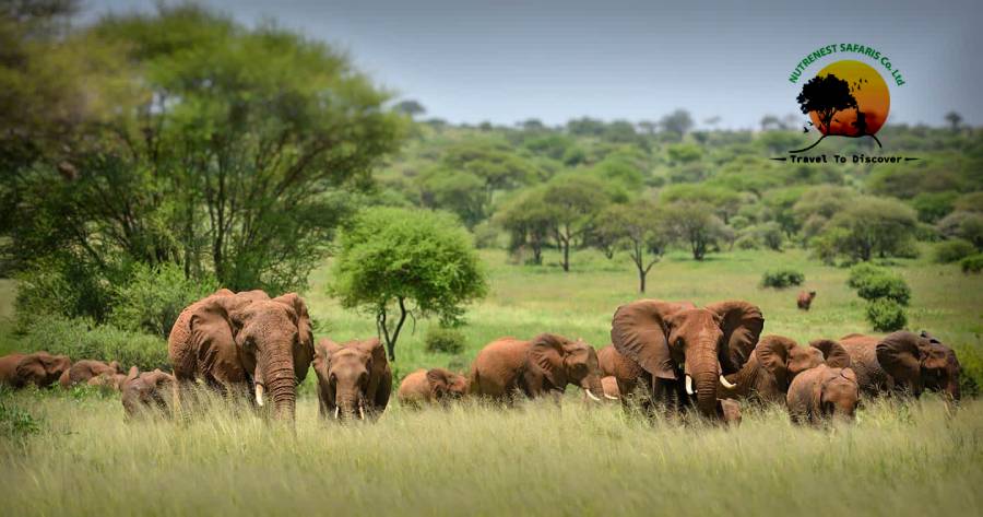 Kilimanjaro Trekking with a Tanzania Wildlife Safari