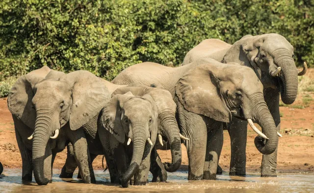 Kruger National Park Tours from Johannesburg