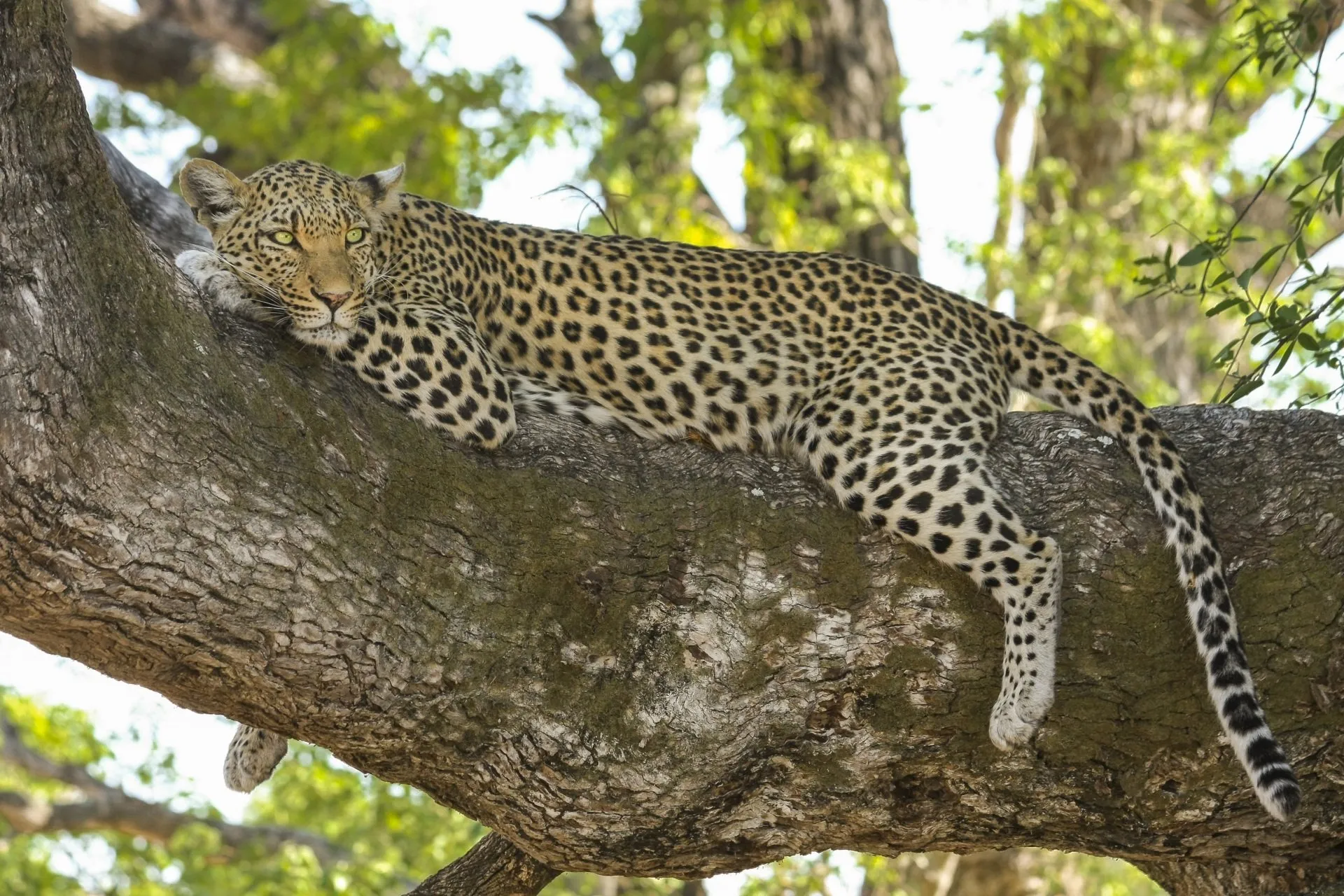 Kruger National Park Tours from Johannesburg