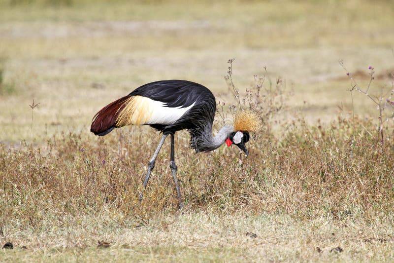 Bird Watching Safaris