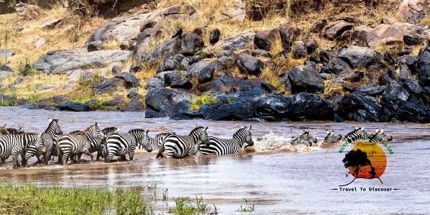 Masai mara tour