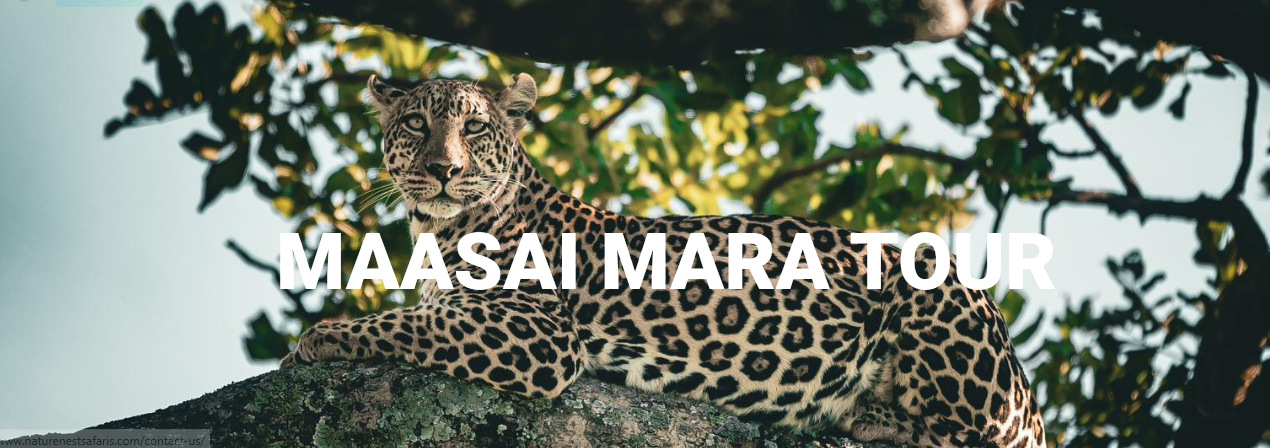 Masai mara