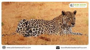 Photographic Safaris