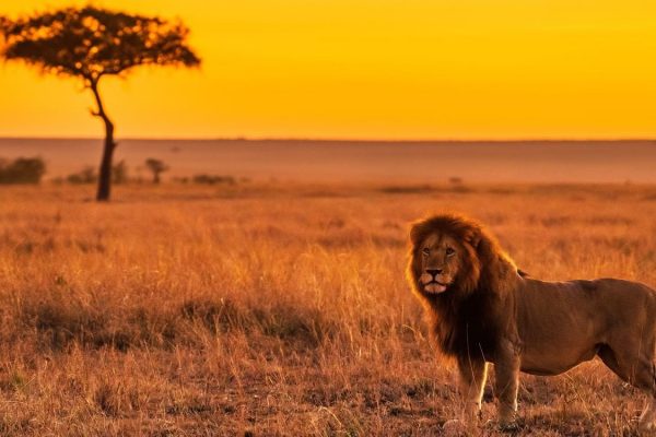 African Safari Tours