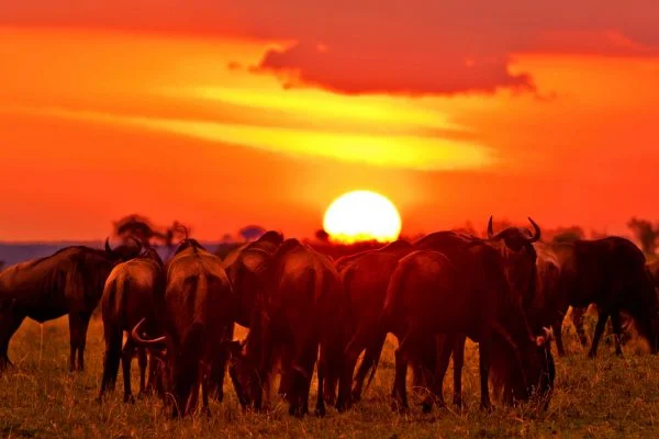 Africa Wildlife Safaris